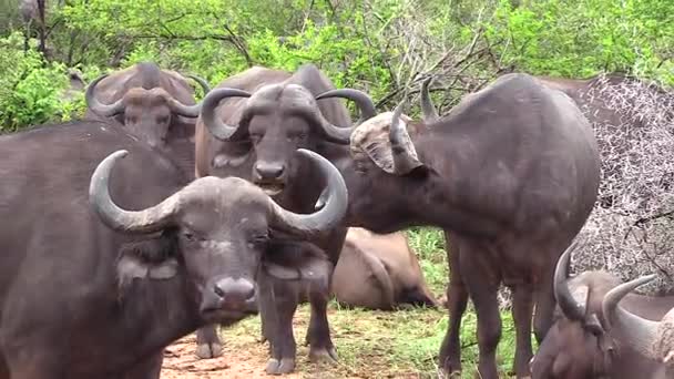 Detail Herd African Cape Buffalo Wild Looking Camera Static Zoom — Stok video