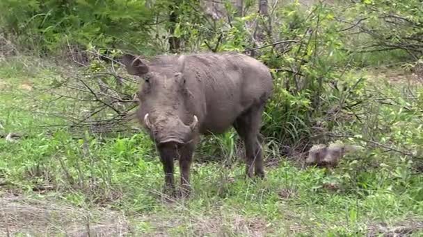 Female Warthog Her Newborn Young Handheld Tracking Shot — 图库视频影像