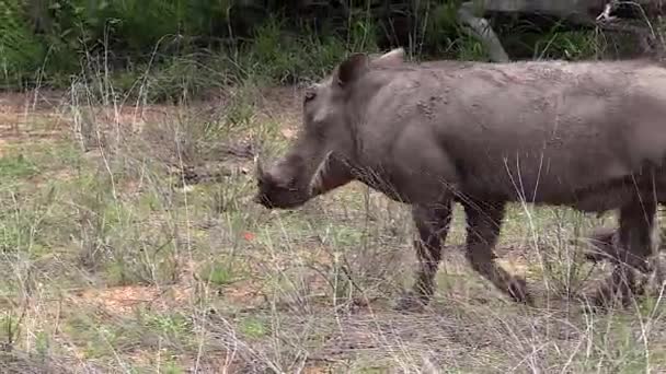 Detail Female Warthog Her Newborn Young Handheld — Stok video