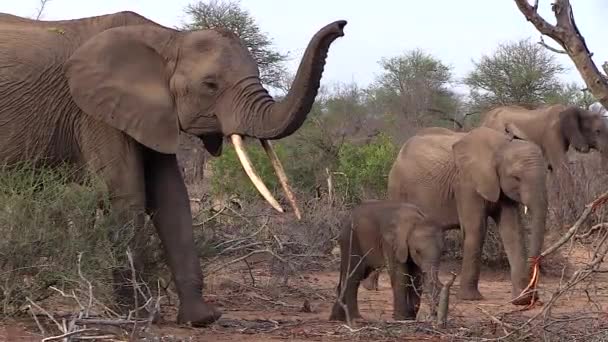 Old Female Elephant Her Small Calf Holds Her Trunk Smelling — Vídeo de stock