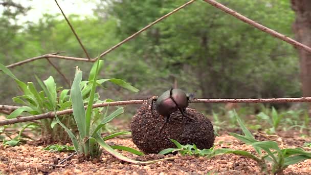 Close Low Angle View Dung Beetle Rolling His Dung Ball — ストック動画