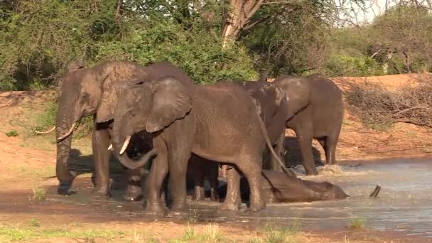 Herd Elephants Refreshing Waterhole Summer Static — Vídeos de Stock