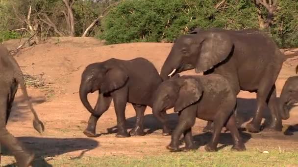 Herd Elephant Moving Away Waterhole Summer Static — Stok video
