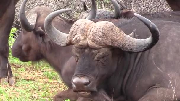 Close African Cape Buffalo Ruminating Static — Vídeos de Stock