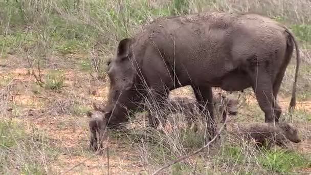 Female Warthog Her Newborn Young Wild Handheld — 图库视频影像