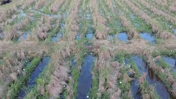 Aerial Footage Rice Field Plowing — Vídeos de Stock