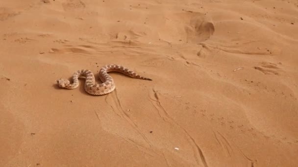 Saharan Horned Viper Slithers Desert Sand Tracking Shot — Αρχείο Βίντεο