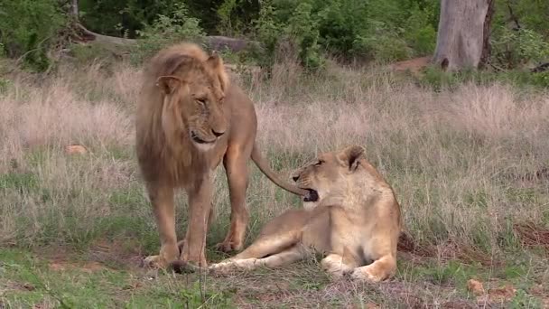 Male Lion Carefully Approaches Lioness Lions Courting Wild Kruger National — ストック動画