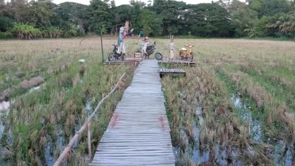 Drone Flying Low Jetty Scarecrow Rice Field — 图库视频影像