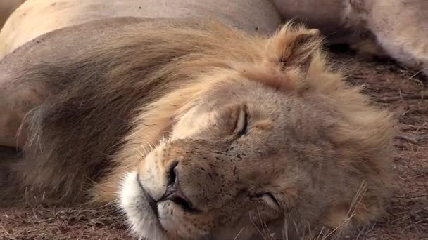 Lion Brothers Sleeping Wild Handheld Zoom Out — Stockvideo