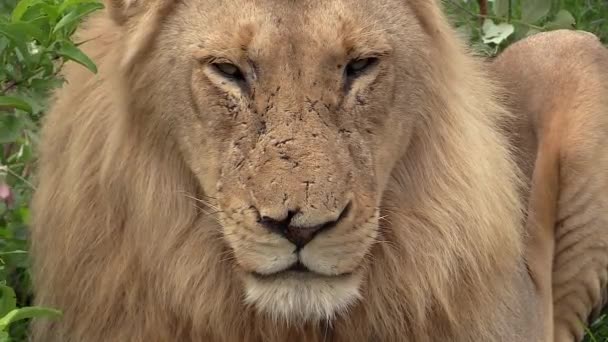 Close Male Lion Stare Windy Conditions Static — Stockvideo