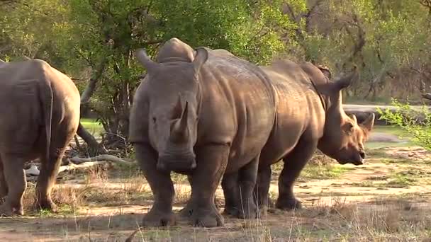 Close View White Rhinos Turning Heads While Standing African Bushland — 图库视频影像