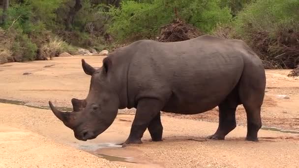 White Rhino Bull Stumbles Soft Sand Wet Riverbed South Africa — Vídeos de Stock