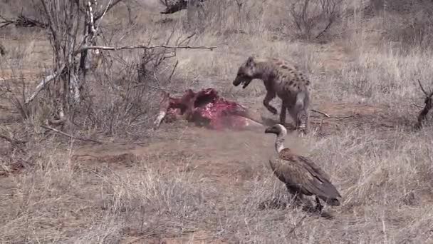 Hyena Runs Bloody Carcass Vultures Gather — Stockvideo