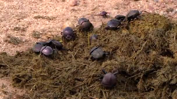 Close View Group Dung Beetles Collecting Elephant Dung South Africa — ストック動画