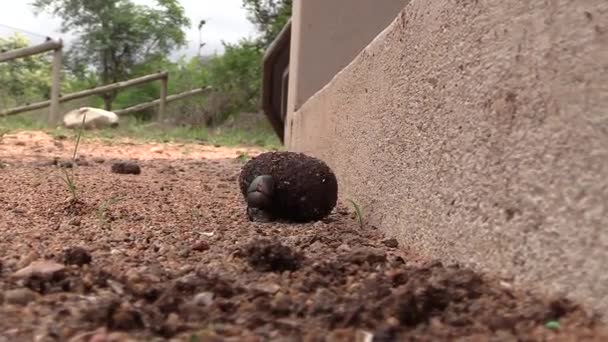Close View Dung Beetle Rolling Ball Faeces Building Slow Zoom — ストック動画