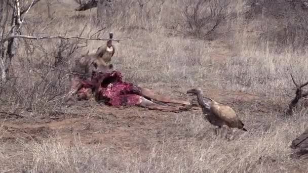 Hyena Chases Vultures Away Giraffe Carcass African Savanna — Stock Video