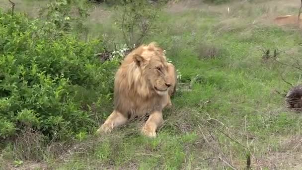 Male Lion Lies Green Grass Wind Blows Bushes Him Slow — Stockvideo