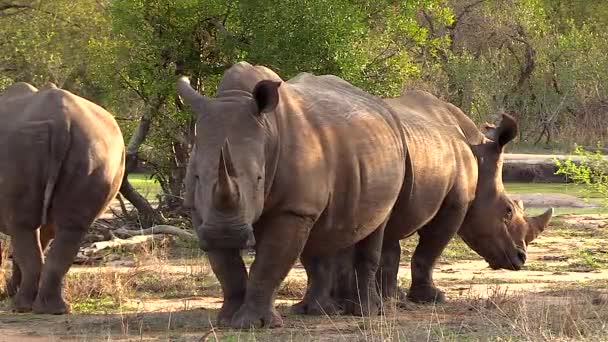 White Rhinos Stand Still African Bushland Wind Blows Trees Background — Video