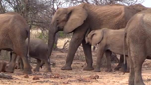Young Elephant Nurses Its Mother Others Move Them African Savanna — Stock video