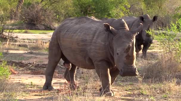 White Rhino Moves Sunlight Grass Sticking Out Its Mouth — Video