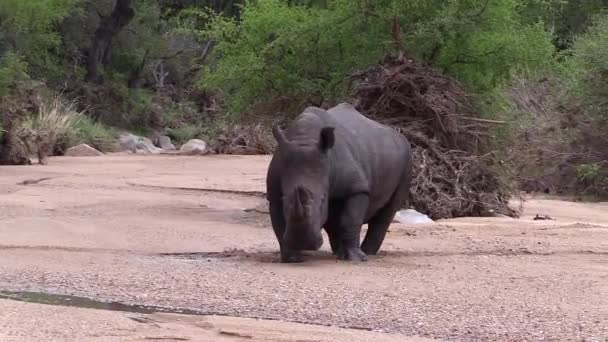 Rhino Bull Struggles Walk Soft Sand Wet Riverbed — Stock video