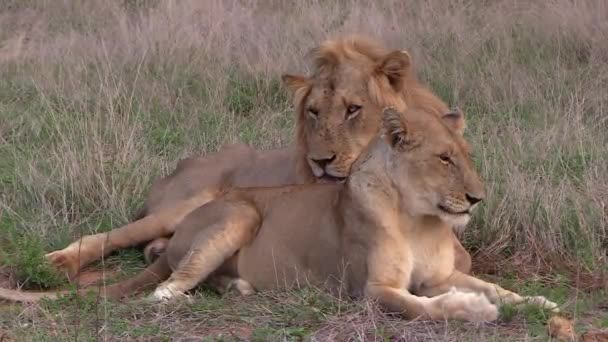 Male Female Lion Lie Tall Grass Look Them — Vídeo de stock