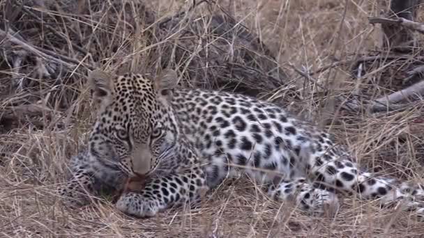 Close View Leopard Chewing Piece Antelope Skin While Lying Dry — Vídeo de Stock