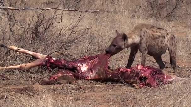 Lone Hyena Feeds Bloody Giraffe Carcass South African Savanna — Wideo stockowe