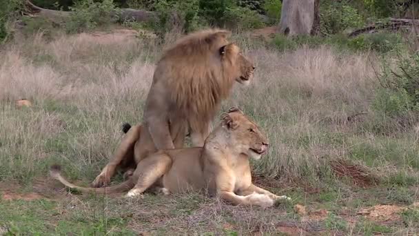 Lion Lioness Keep Lookout While Lying Tall Grass South Africa — Stockvideo