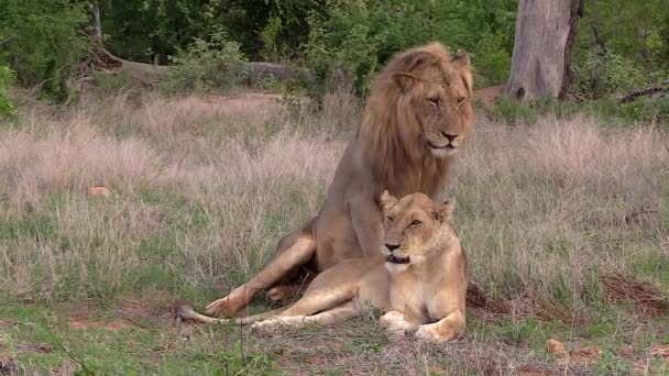 Male Lion Sits Next Lioness Tall Grass Keeps Lookout South — ストック動画