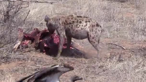 Lone Hyena Chases Vultures Away Carcass Dry Ground South Africa — Stockvideo
