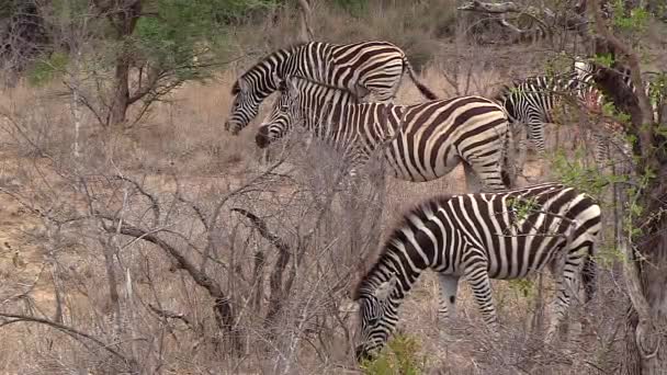Group Zebras Graze Dry Grass South African Bushland — Stock video