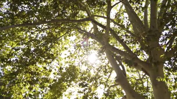 Slow Motion Dolly Bright Sun Shining Leafs Tree Branches — Vídeo de Stock