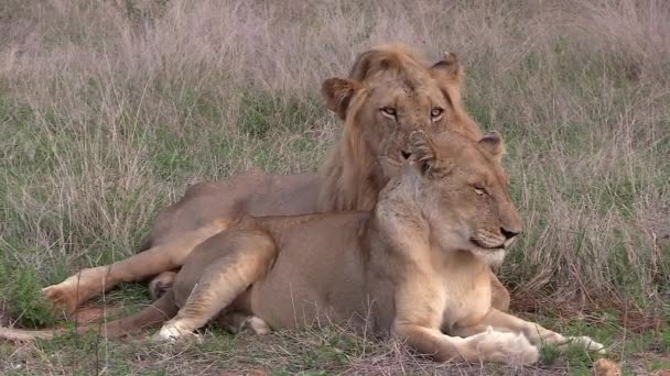 Male Lion Lioness Rest Together Grass Africa — Video Stock