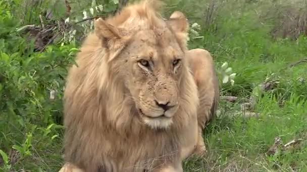 Zoom Scarred Face Beautiful Male Lion Staring Camera — Vídeos de Stock