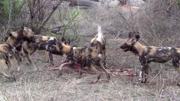 Excited African Wild Dogs Feed Impala Carcass — Vídeo de Stock