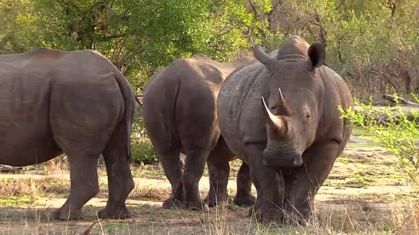 Southern White Rhino Greater Kruger National Park Africa — Vídeo de stock