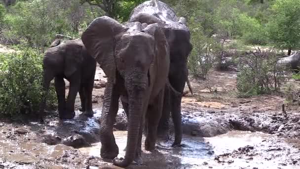 Elephants Wallow Shallow Mud Puddle Dry Season Africa — Wideo stockowe