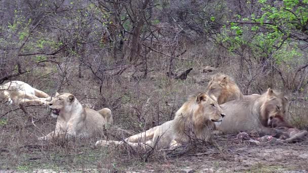 Pride Lions Lay Grass Feeding Giraffe Keep Eye Out Approaching — Video