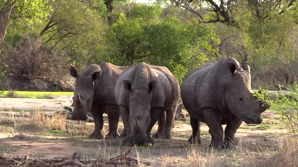 Троє Білих Носорогів Тиснуться Разом Під Тінню Дерева Щоб Отримати — стокове відео