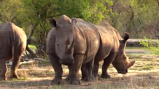 White Rhinos Stand Back Back Warm African Sun — Stock video