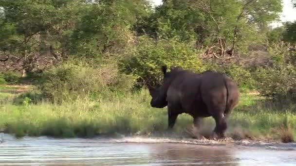 Large Rhino Bull Runs Shallow Water Green Forest Background — Wideo stockowe