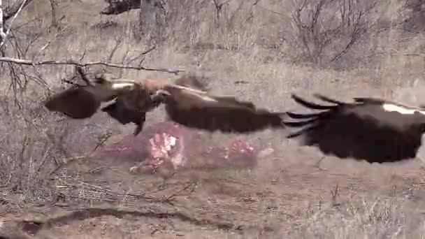 Aggressive Hyena Chases Vultures Away Giraffe Carcass Begins Feeding — Stockvideo