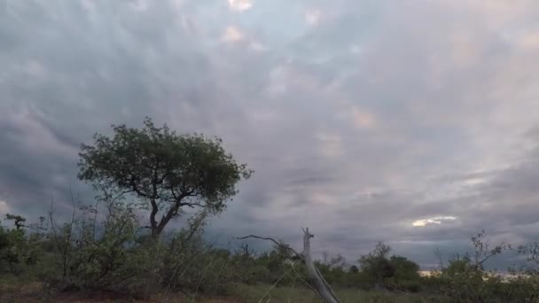 Time Lapse Ground Dark Clouds Moving Sky Lone Tree South — Vídeo de stock