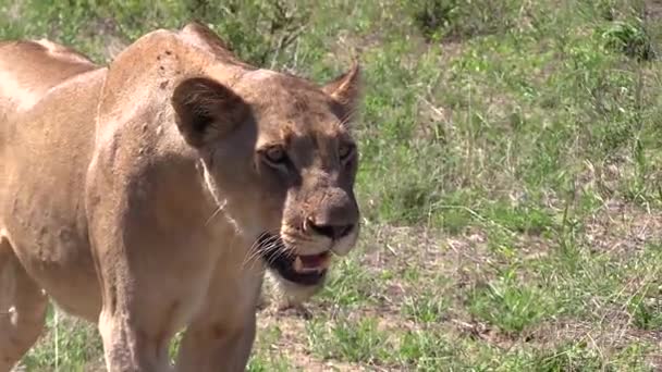 Lioness Pants While Watching Prey Morning Sunlight Slow Zoom Out — Vídeo de Stock