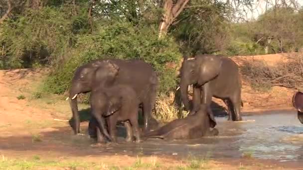 Elephants Wallow Move Waterhole South African Sun — Stockvideo