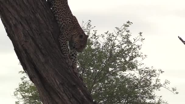 Leopard Slowly Climbs Tree Trunk Cloudy Day South Africa — Vídeo de stock