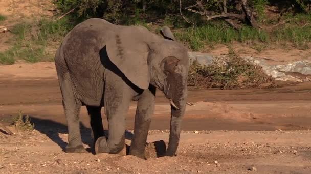 Elephant Shakes Sand Trunk While Drinking Riverbed Sunlight — Vídeo de Stock