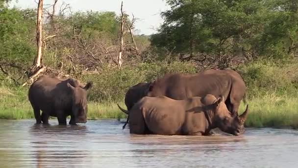 Rhinos Move Natural Pan Sunlight South African Bushland — Vídeo de stock